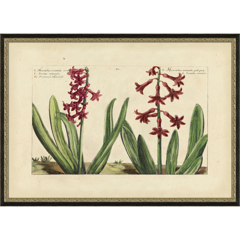 Hyacinthus Orientalis - Peinture encadrée sur papier