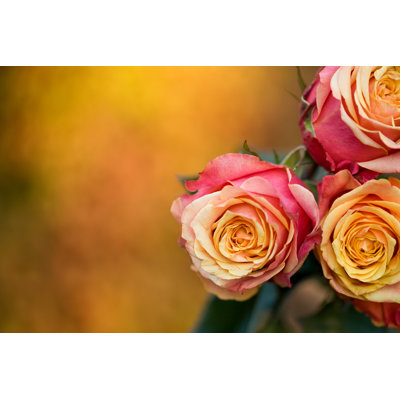 Three Roses by Billnoll