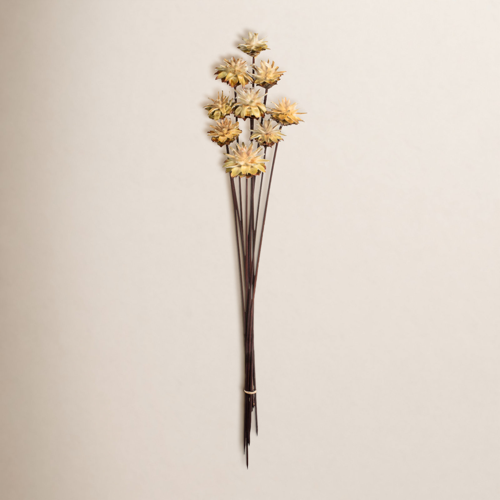 Dried Plumosum Stems