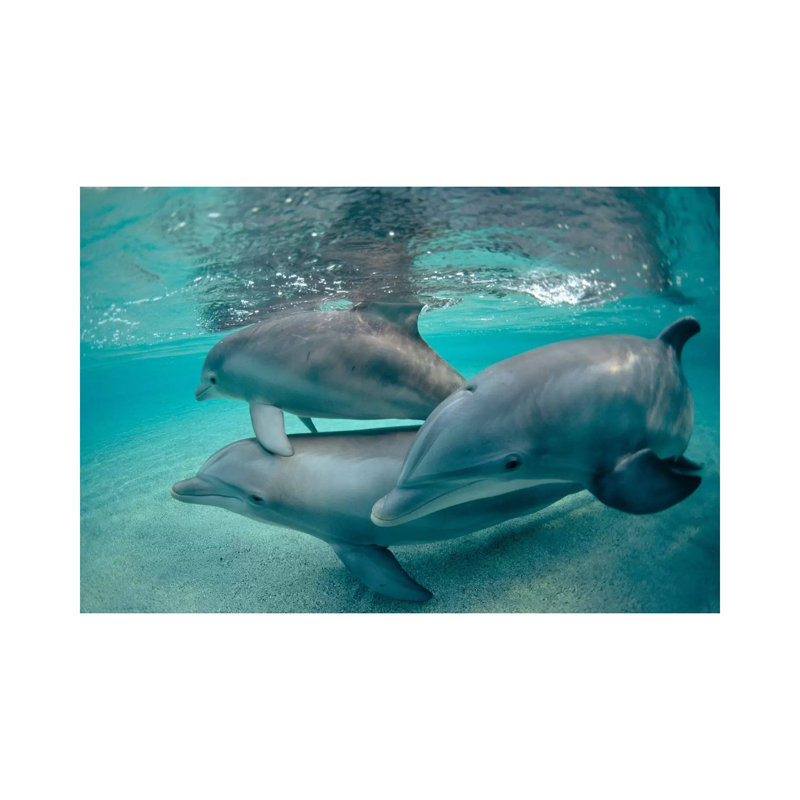 Bottlenose Dolphin Underwater Trio, Hawaii by Flip Nicklin - Wrapped Canvas Gallery-Wrapped Canvas Giclée