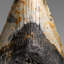 Genuine Megalodon Shark Tooth In Display Box (348 Grams)