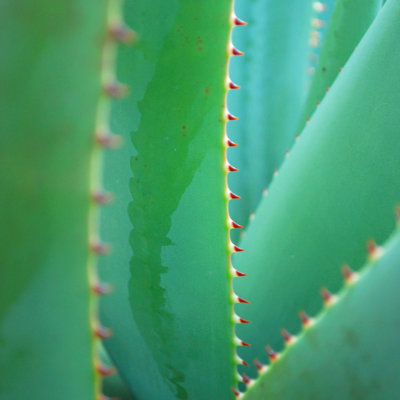 Aloe Background - Wrapped Canvas Print