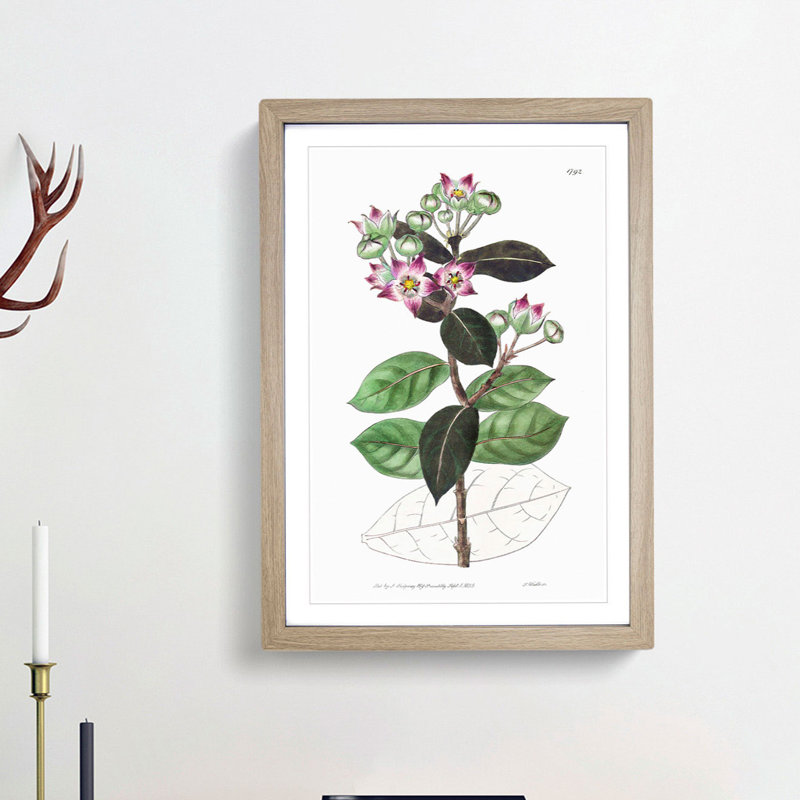 Milkweed Flowers - Picture Frame Painting Print, 65cm H x 48cm W x 2cm D, Oak Framed