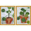 Money Plant I & II Set by Dana Gibson