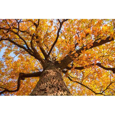 Oak Tree With Yellow Leaves by Standart - Wrapped Canvas Print