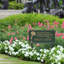 Dianthus Personalized Garden Sign-1260000878-1260827807