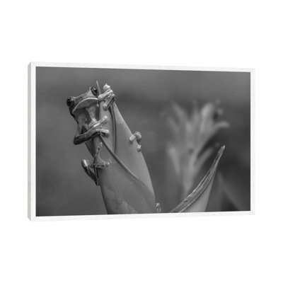 Gliding Leaf Frog on Heliconia, Costa Rica 1 Piece Wall Art on Canvas