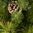 Lighted Pine Christmas Tree