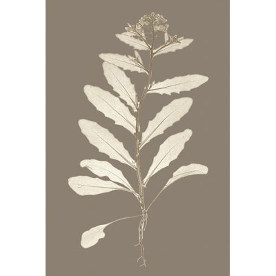 Taupe Nature Study IV