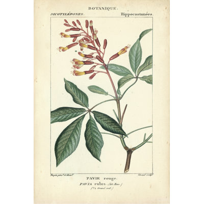 Botanique Study In Pink III