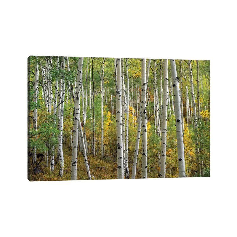 Quaking Aspen in Autumn, Colorado II 1 Piece Wrapped Canvas Wall Art, 20.32 cm H x 30.48 cm W
