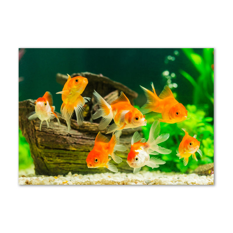 Gold Fish - No Frame Print on Canvas