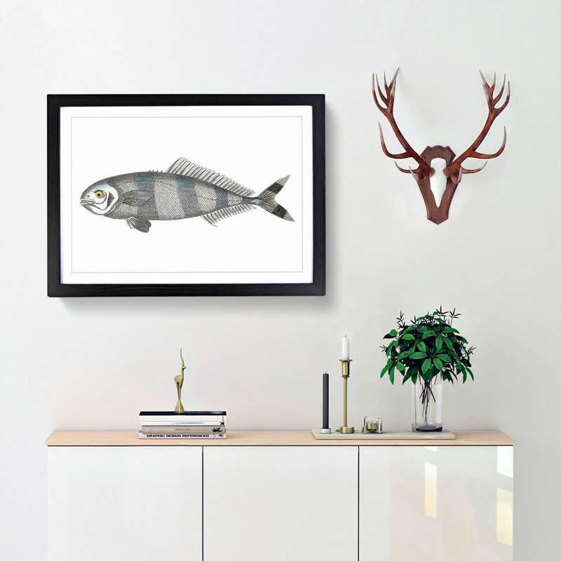 Pilot Mackerel Fish by George Shaw - Framed Print, 36cm H x 48cm W x 2cm D, Black Framed