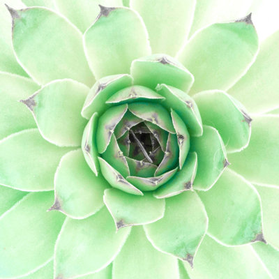" Emanuela Carratoni Mint Succulent "