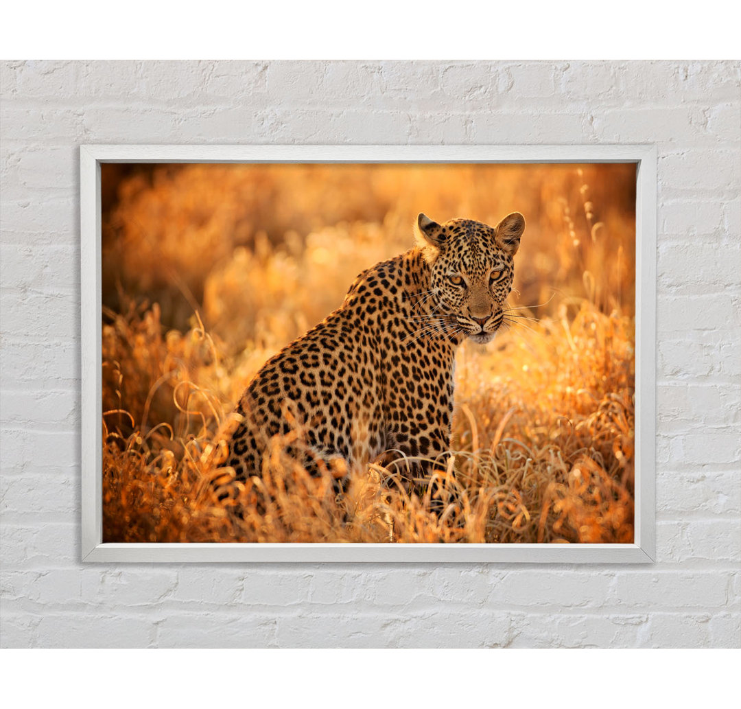 Leopard Sunset - Druck