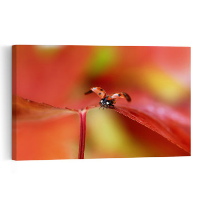 Ladybug Taking Flight Colorful Delicate Vibrant Ladybug Nature Summer Wall Art Print by Ellen van Deelen - 1 Piece Wrapped Canvas Wall Art