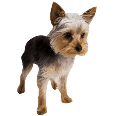 Adhésif décoratif Terrier
