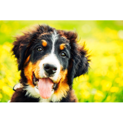 " Bernese Mountain Dog " by Bruev