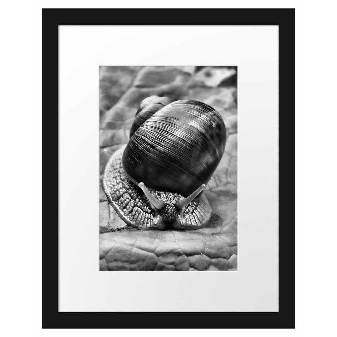 Gerahmtes Poster Weinbergschnecke auf Blatt