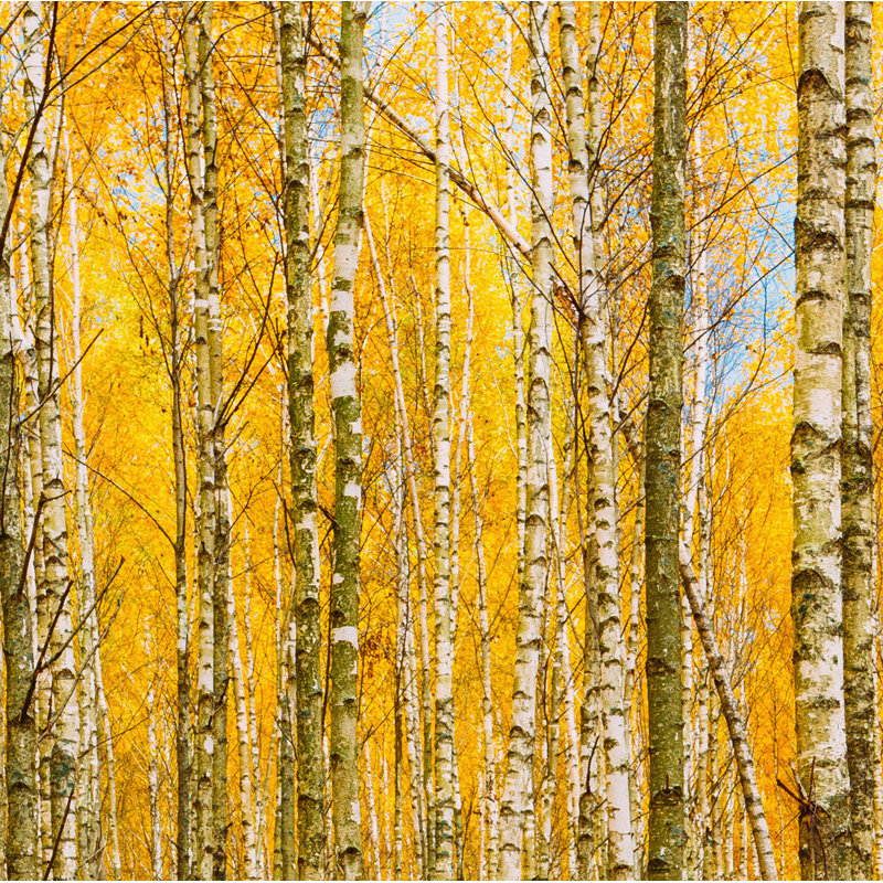 Murale automne, H 108 po x l 96 po