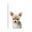 Chihuahua Puppy par Watercolor Luv - reproduction d'art-52940382-52940379-52940381