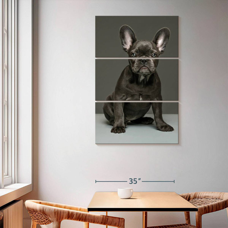 Chiot bouledogue français Brampt