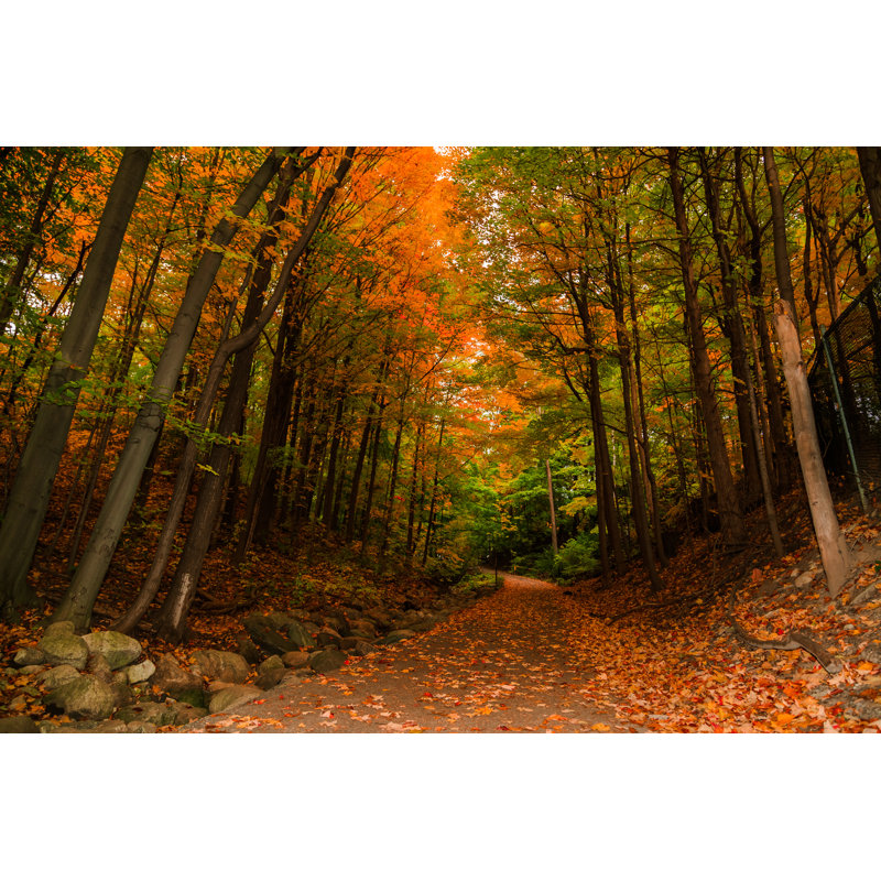 Alleghany Autumn Woods - Wrapped Canvas Print, 30cm H x 46cm W x 3.8cm D