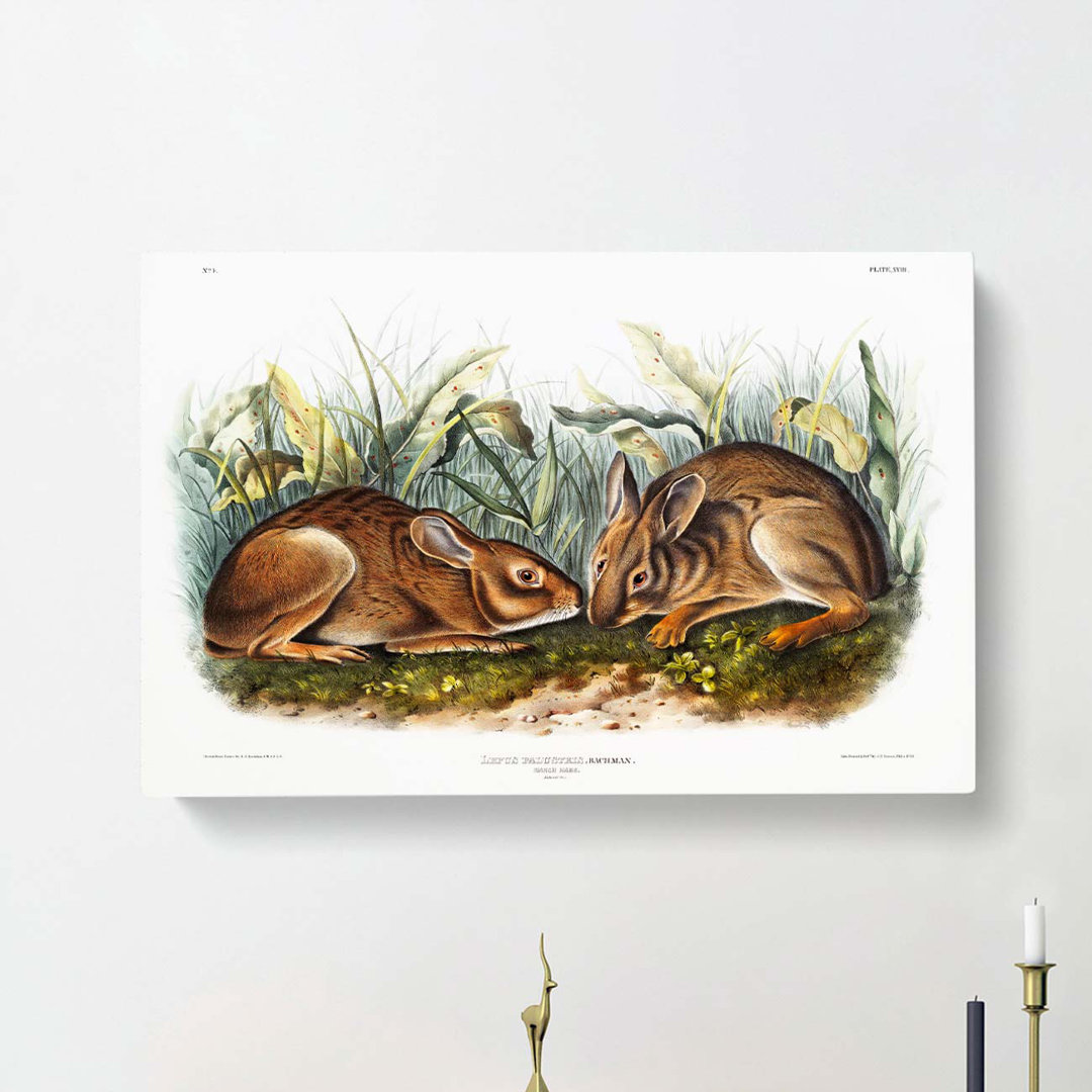 Marsh Hares by J.W. Audubon - Wrapped Canvas