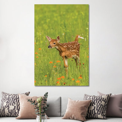 USA, Minnesota, Pine County. Captive Fawn. by Jaynes Gallery - Wrapped Canvas Print