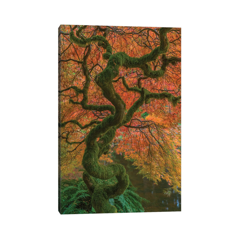 USA, Washington State, Bainbridge Island. Japanese Maple Tree In Fall. by Jaynes Gallery - Wrapped Canvas Gallery-Wrapped Canvas Giclée