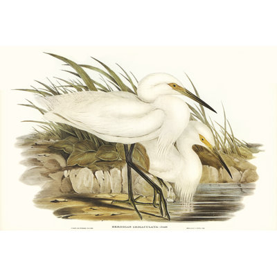 Hebersham "Waterbird Pairing I" by Elizabeth Gould Painting Print 