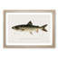 Lake Trout by Sherman F. Denton - Picture Frame Painting Print-55582302-55582305