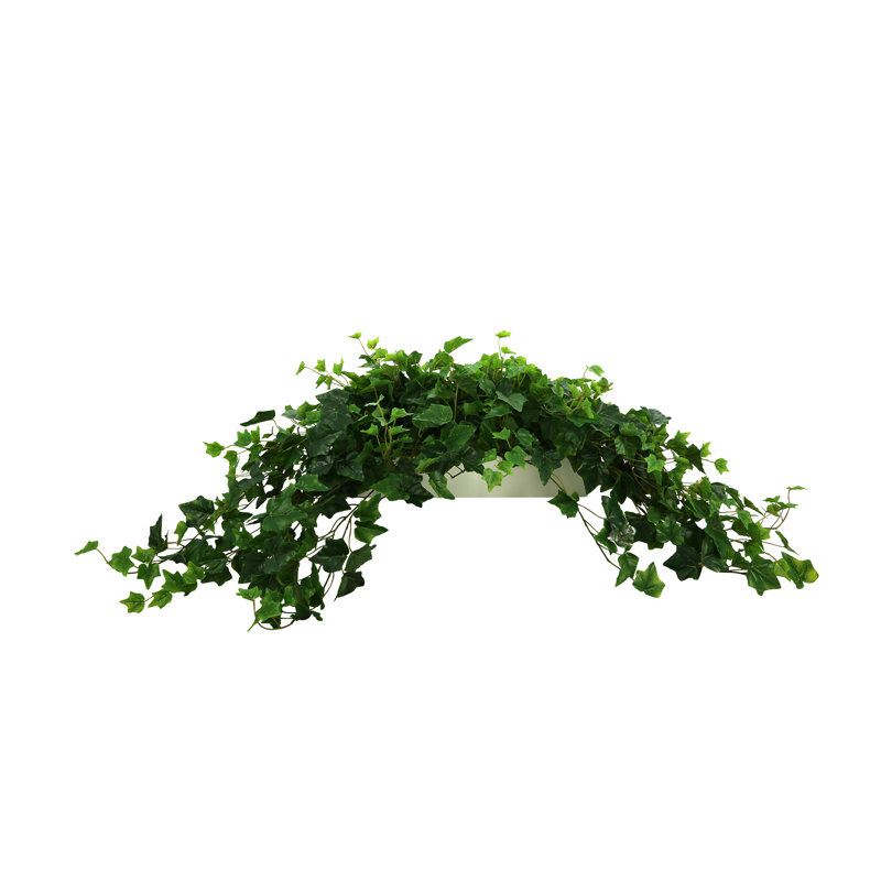 Plante de 14 po