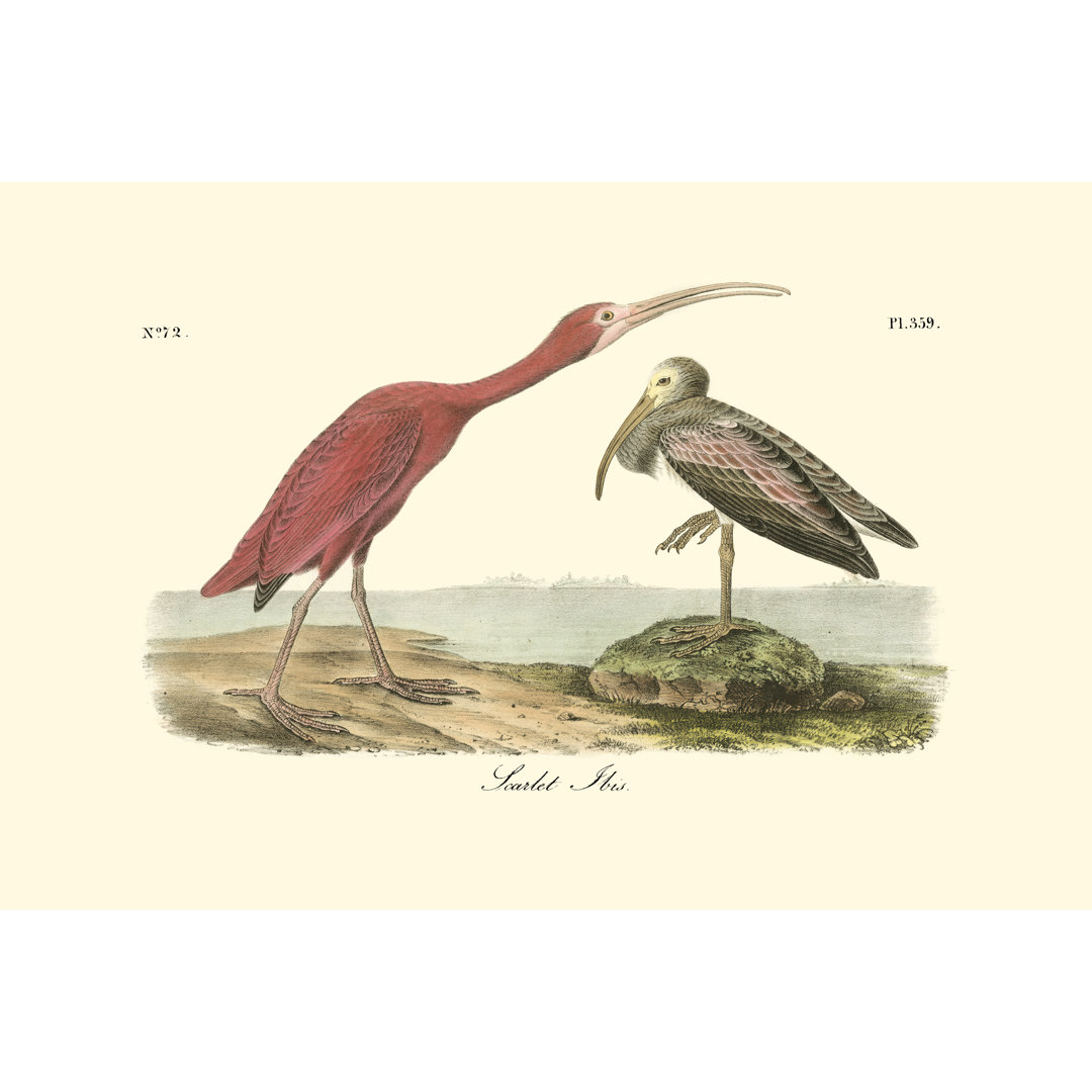 Scarlet Ibis by John James Audubon - Wrapped Canvas Painting