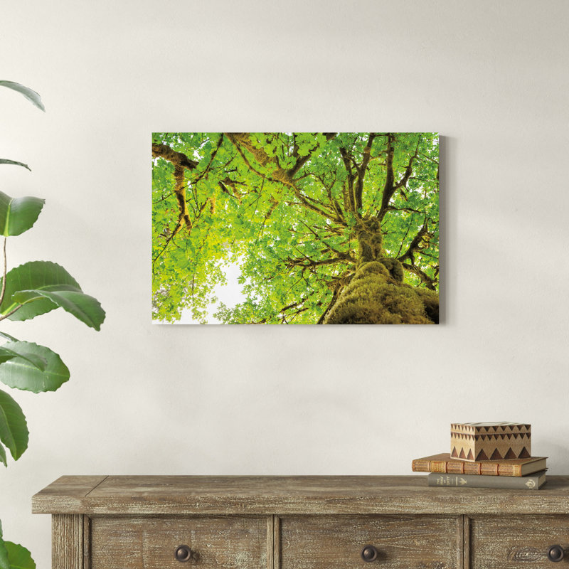 " Big Leaf Maple Trees II ", 30" H x 20" W