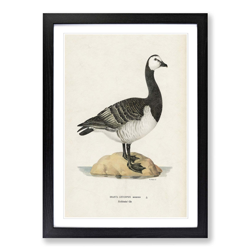 Barnacle Goose by Von Wright - Picture Frame Painting Print, Black Framed, 36cm H x 27cm W x 2cm D