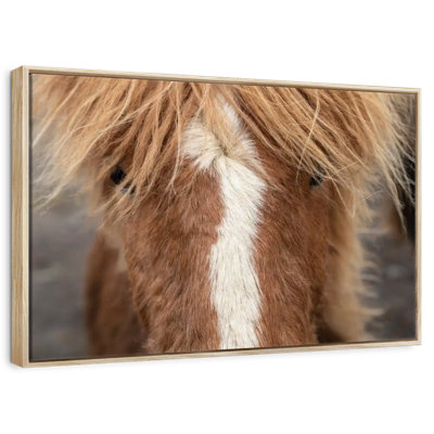 Close Up Of An Icelandic Horse