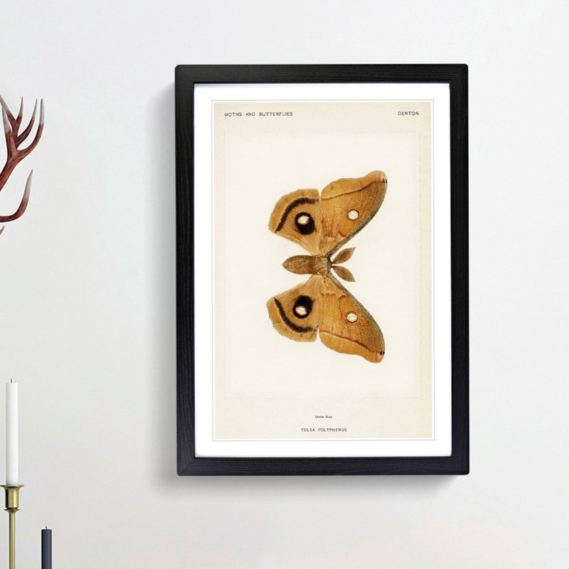 Polyphemus Moth by S.F. Denton - Picture Frame Painting Print, 36cm H x 27cm W x 2cm D, Black Framed