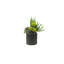 Succulents Arrangement in Ribbed Black Ceramic Planter