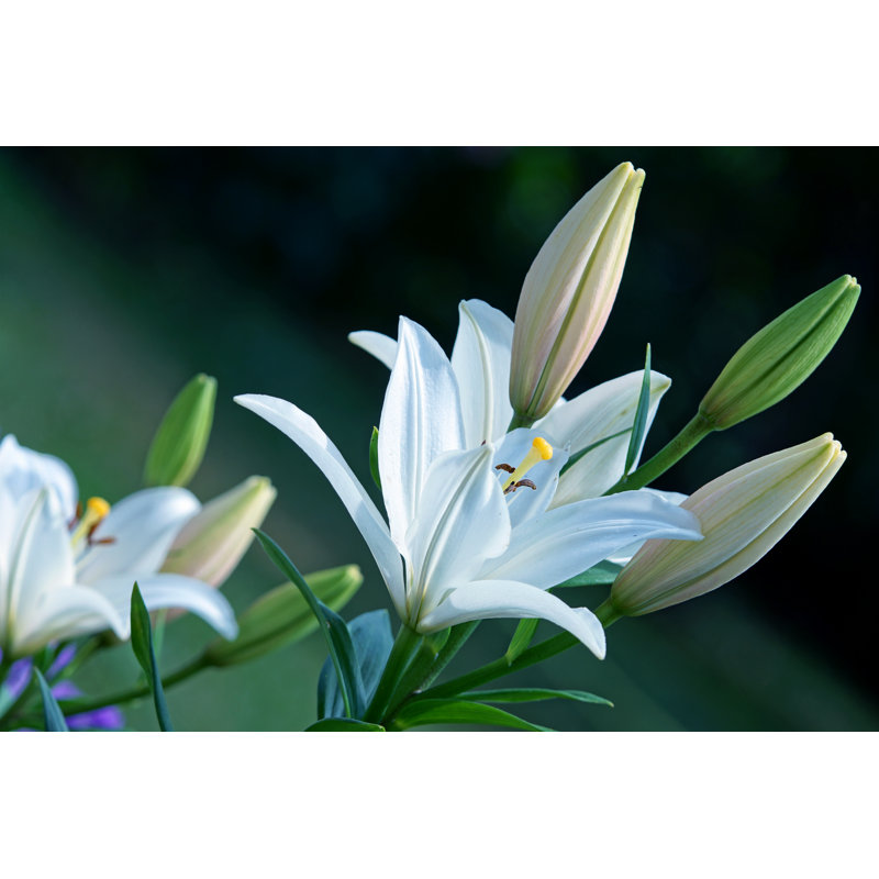 Lilies par Schnuddel, H 12 po x l 18 po