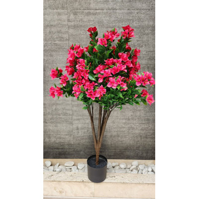 Bougainvillea Plant Outdoor/indoor