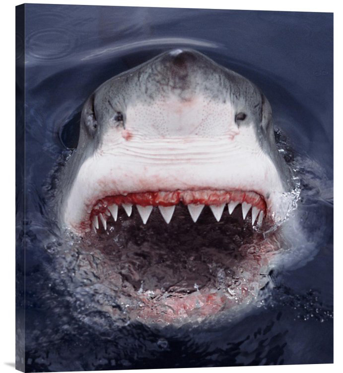 " Great White Shark at Surface, Cape Province, South Africa " Print, 22" H x 18.92" W, Wrapped Canvas