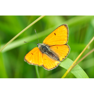 Dunmall Butterfly - Wrapped Canvas Print