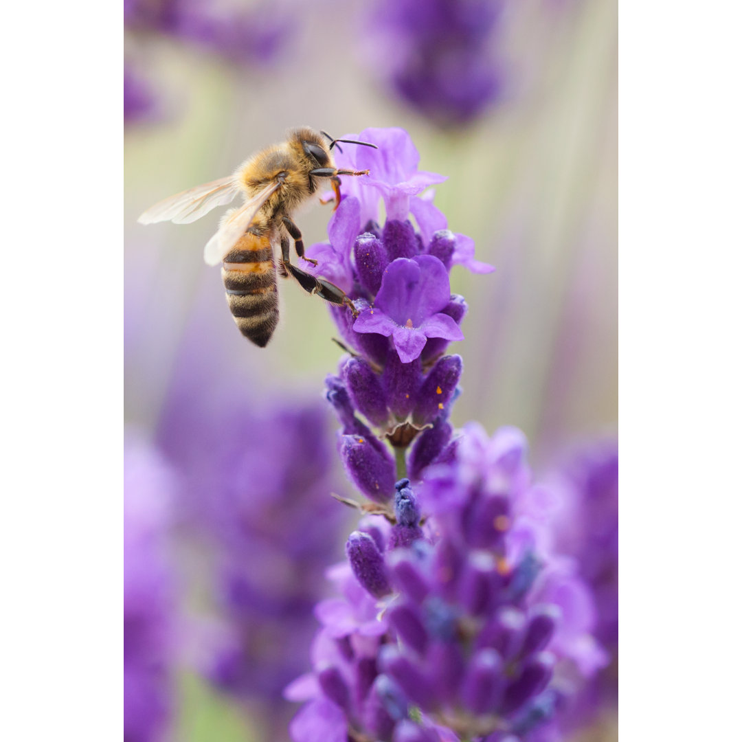 Hummel - Fotografie auf Leinwand