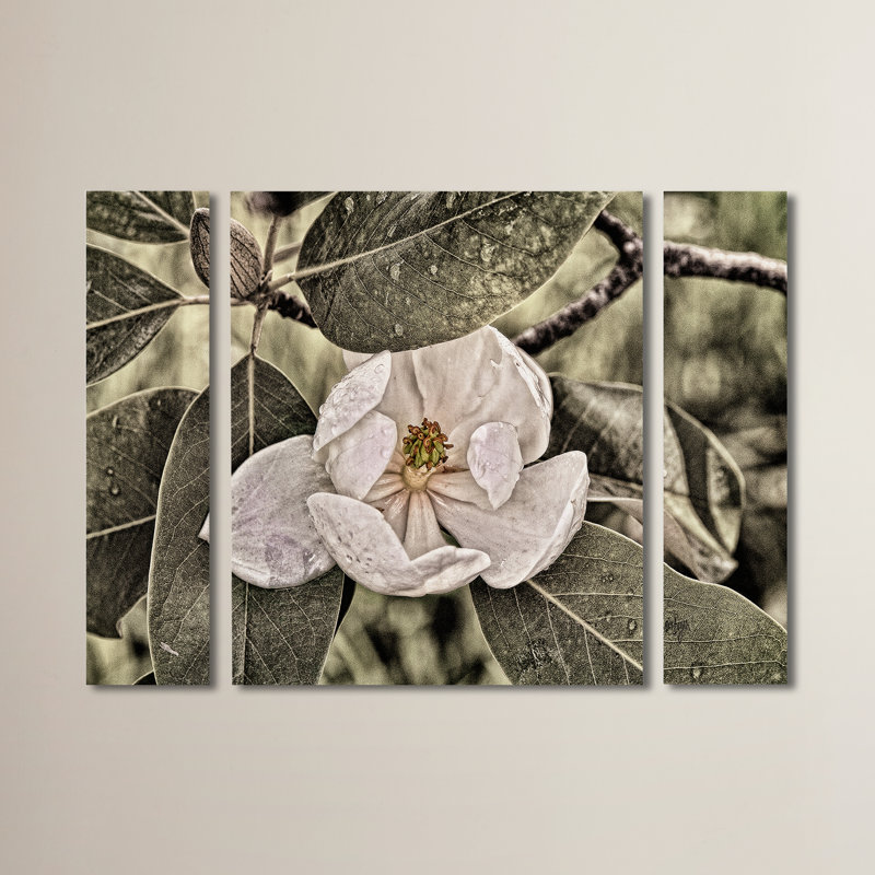 White Magnolia 3 Piece Photographic Print on Wrapped Canvas Set, 30" H x 41" W x 2" D
