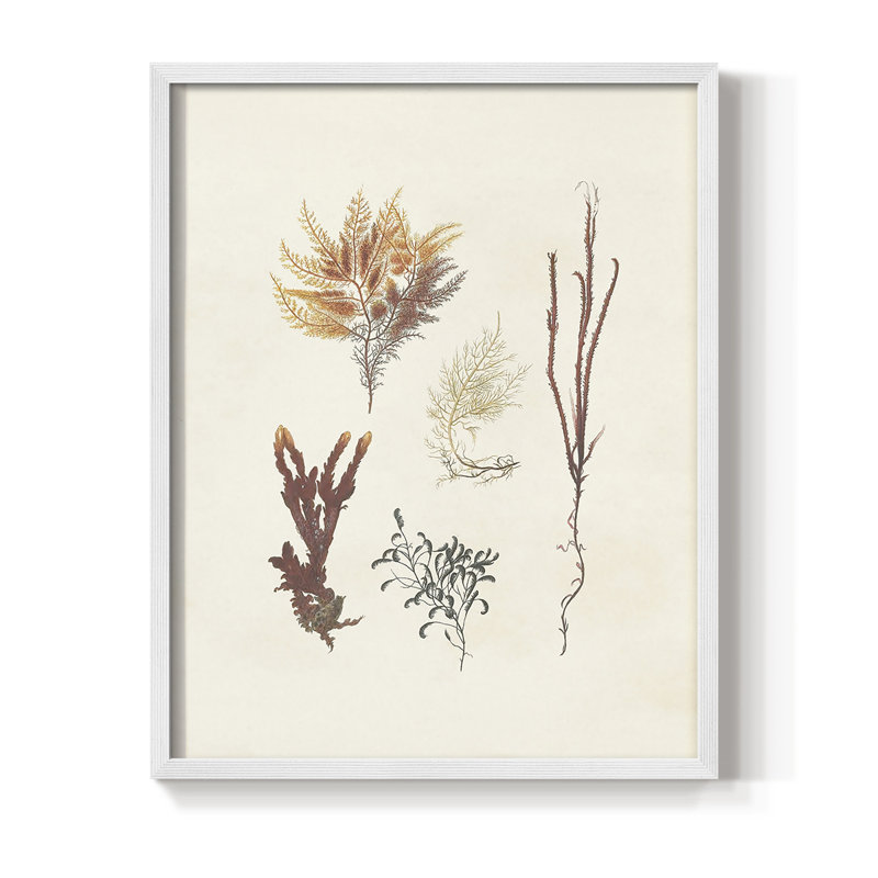 Knorr Shells & Coral VII, reproduction encadrée - bois massif, Blanc, H 10 po x l 8 po