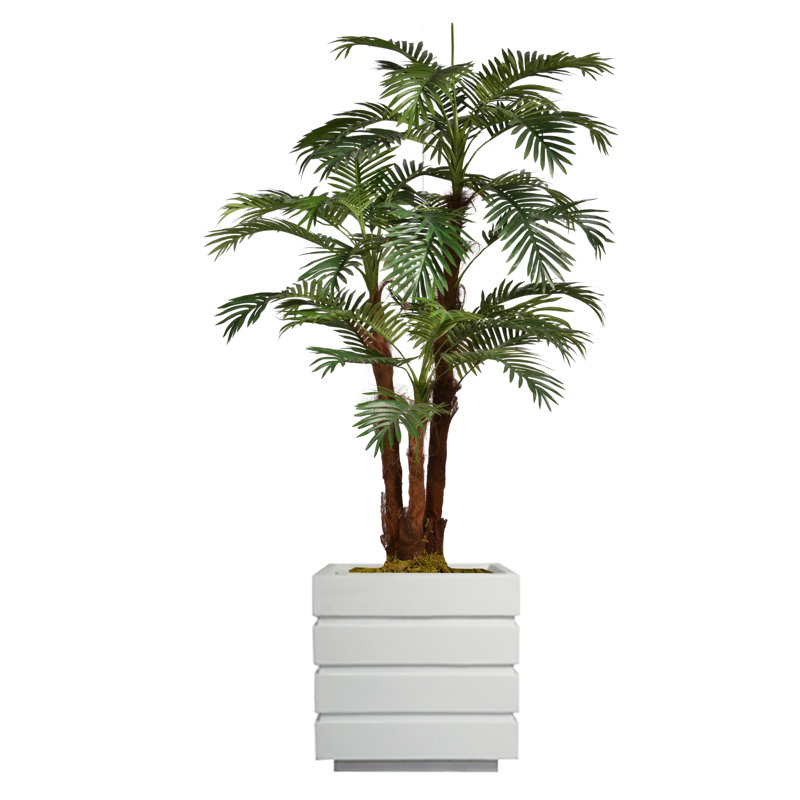 Palmier de Panama en pot, Blanc