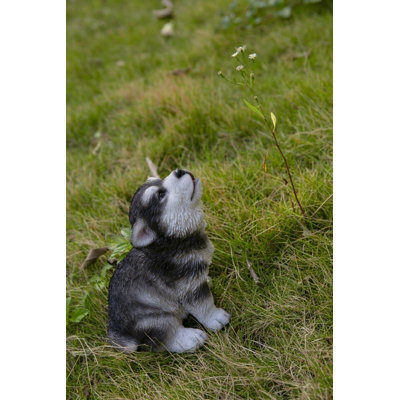Chiot Malamute d'Alaska