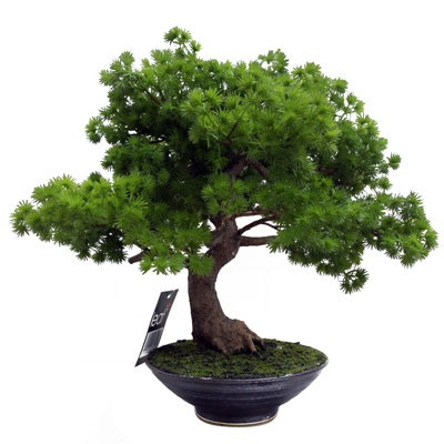 50cm Faux Bonsai Plant in Ceramic Pot