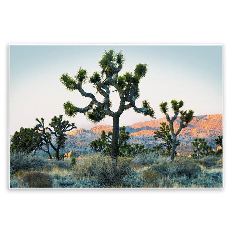 «Joshua Trees in Vast Desert», art mural par Danita Delimont, H 10 po x l 15 po